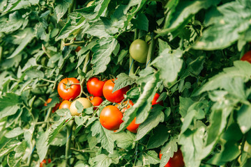Tomatoes Growing On Vine In Greenhouse