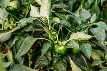 Bell Peppers Capsicum Growing In Greenhouse