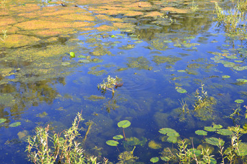 Aquatic plants in swamp.