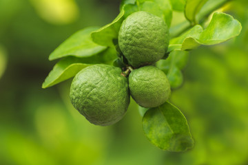 Leech Lime or Bergamot Fresh on Tree.