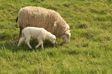 Naklejka na ściany i meble a white sheep and its beautiful lamb grazing in the meadow in springtime