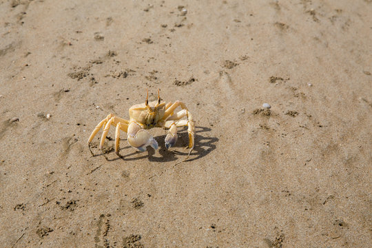 Ghost Crab at Gwadar Bay, Sistan and Baluchistan, Iran