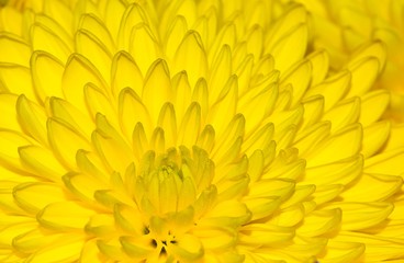 A close up image of a yellow chrysanthemum flower with another one in the background, filling the frame. Centered slightly left.