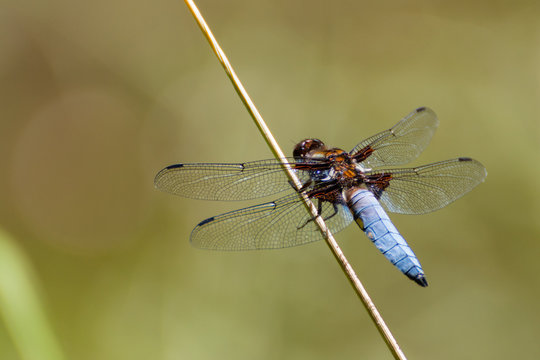 Blaue Libelle