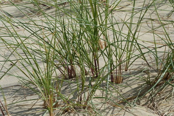 dune