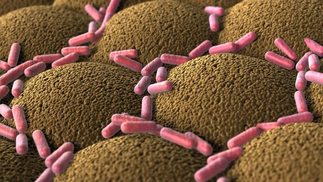 Bacteria on the microvilli surface of digestive system. 3D animation