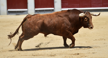 toro en españa corriendo en plaza de toros