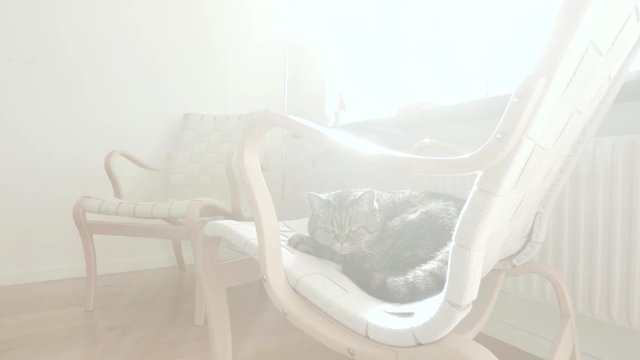 Grey cat lying in chair looking curious at camera. Pet in home environment.