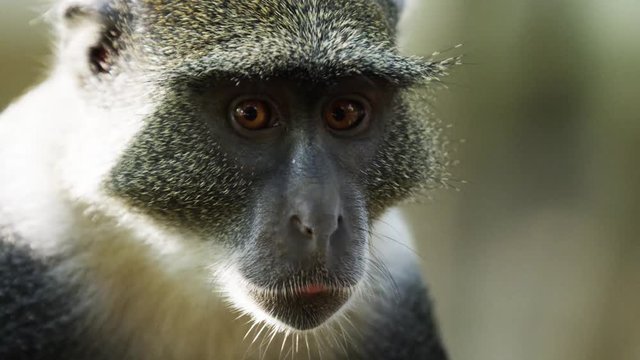 Monkey mother + monkey baby in the Gede Ruins in Africa