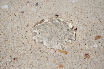 Close-up of a complete transparent, gelatinous, umbrella-shaped bell of a jellyfish washed ashore on Pulau Beras Besah's white sandy beach, an island located at the western tip of Langkawi, Malaysia.