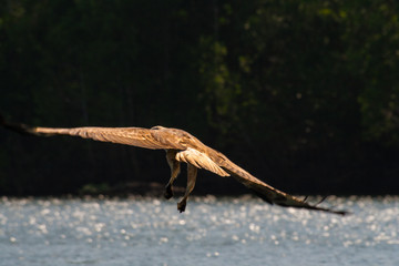 A wild brahminy kite (Haliastur indus) is flying away shortly after picking up food from the...