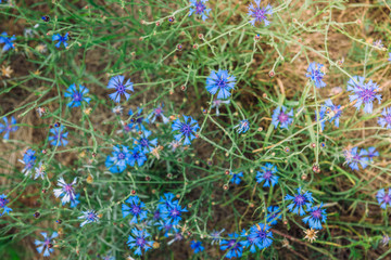 Blue cornflower on summer grass background. Field herbal flowers.