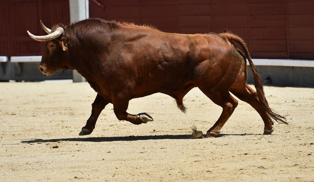 toro en espa&ntilde;a corriendo en plaza de toros