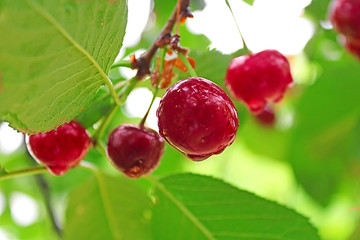 Wet cherry berries after a rain in the summer