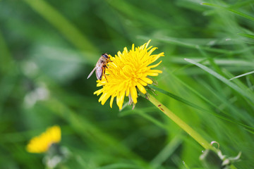 Honey bee on dandelion.