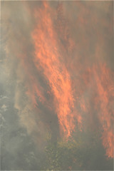 Wildfire close up photo, day, burning trees