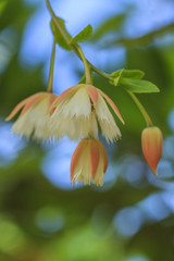 White Flowers Of Elaeocarpus Grandiflorus Sm. or Krai Yoi.