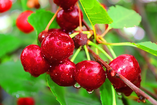 Wet cherry berries after a rain in the summer