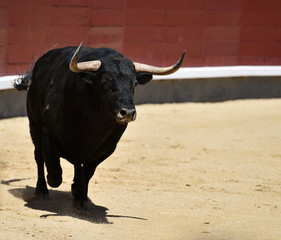 bull