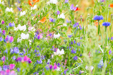Wildblumen  -  Wiese  -  Insektenweide -  Blumenwiese