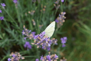 Kohlweißling Schmetterling