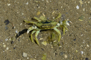 Crabe vert, Crabe enragé, Carcinus maenas