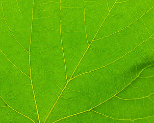 Fototapeta na wymiar Texture of green leaf close-up. Natural background, leaf fibers.