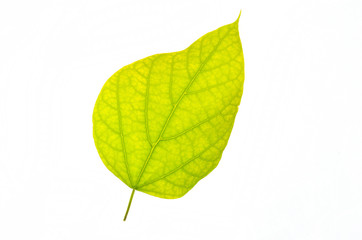 Green leaf isolated on white background.