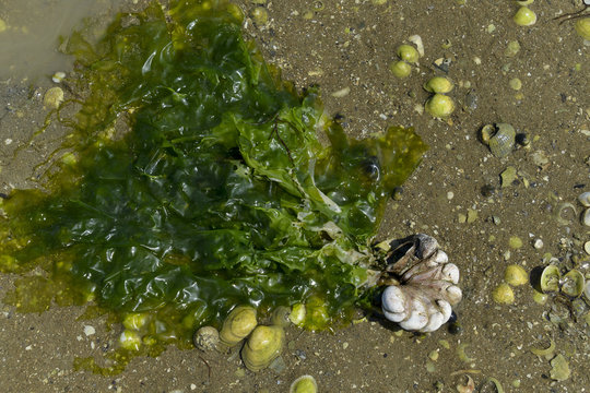 Laitue de mer, Algue,.Ulva lactuca, Crepedule, Crepidula fornicata