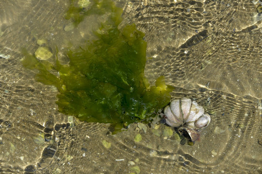 Laitue de mer, Algue,.Ulva lactuca, Crepedule, Crepidula fornicata