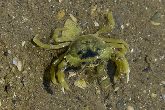 Crabe vert, Crabe enrag&eacute;, Carcinus maenas