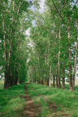 outgoing country road along the poplars