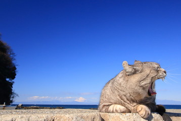 Fototapeta na wymiar あくびする猫と海