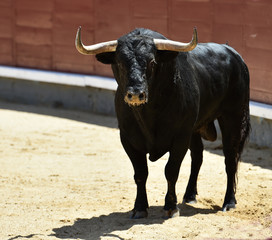 toro es españa