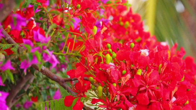 Flame tree, royal poinciana, delonix regia from the fabaceae family, with its vibrant red flowers, panoramic panning camera high definition stock footage clip.