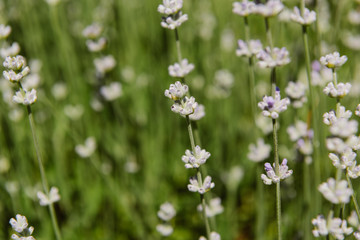 selective focus of flowers on blurred background