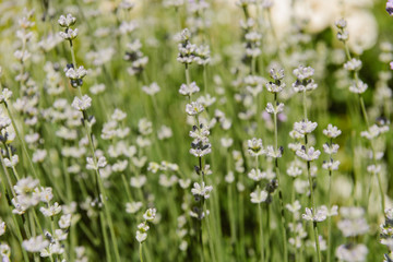 selective focus of flowers on blurred background