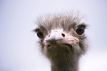 Fotobehang Struisvogel grappige close-up van het struisvogelhoofd op een zomerboerderij