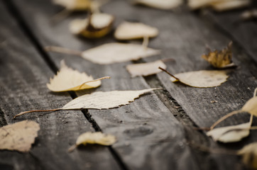Autumn leaf lying on the wooden bench, seasonal fall natural background