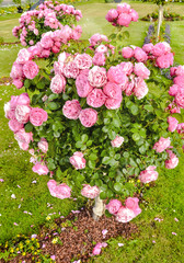 rosier arbuste en fleur