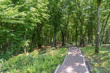 scenic view of trees in park with asphalt path