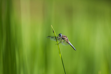 dragonfly in green
