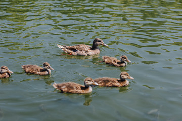 close up view of flock of ducklings with mother duck swimming in water