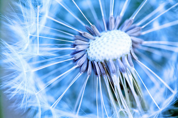 Naklejka premium Dandelion abstract background.
