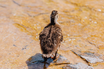 rear view of duckling walking near pond during daytime