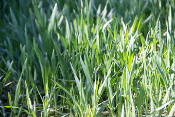 Green grass closeup.