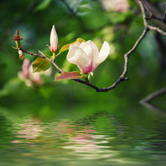 Blossoming of magnolia flowers in spring time, sunny floral background with water reflection