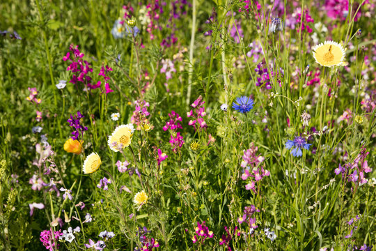 Fototapeta Blumenwiese