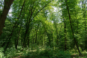 scenic view of forest with grass and green trees during daytime