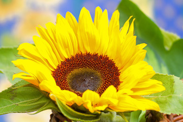 Gelbe Sonnenblumen im Korb